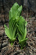 Vignette pour Veratrum viride