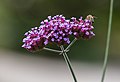 * Nomination Bee (Lasioglossum calceatum) on a Purpletop vervain (Verbena bonariensis), Munich Botanical Garden, Germany --Poco a poco 15:20, 25 December 2013 (UTC) * Promotion Good quality. --Cayambe 08:48, 26 December 2013 (UTC)