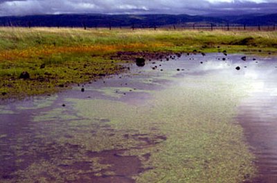 Vernal pool with clay hardpan bottom, Vina Plains Nature Conservancy Preserve, California, United States