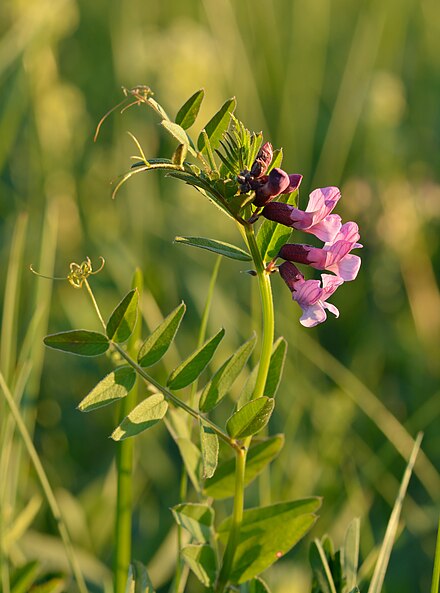 Вика растение бобовых. Горошек Вика заборный. Vicia sepium – горошек заборный. Вика заборная (горошек заборный).. Вика Яровая.