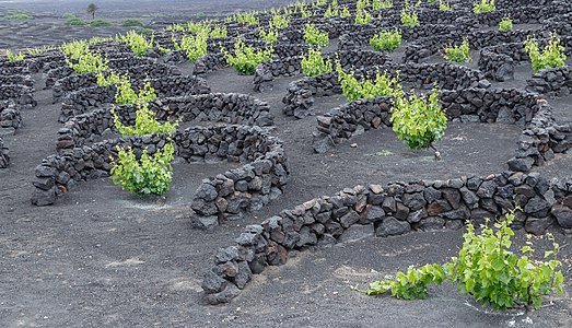 Viticulture, Yaiza Lanzarote