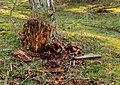 * Nomination Walk across the Hulshorsterzand/Hulshorsterheide. Forest biotope around a sawed-off fly tree. --Agnes Monkelbaan 05:33, 27 March 2020 (UTC) * Promotion  Support Good quality -- Johann Jaritz 05:34, 27 March 2020 (UTC)