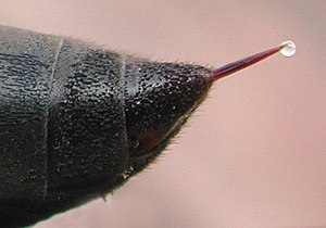 Wasp stinger, with droplet of venom