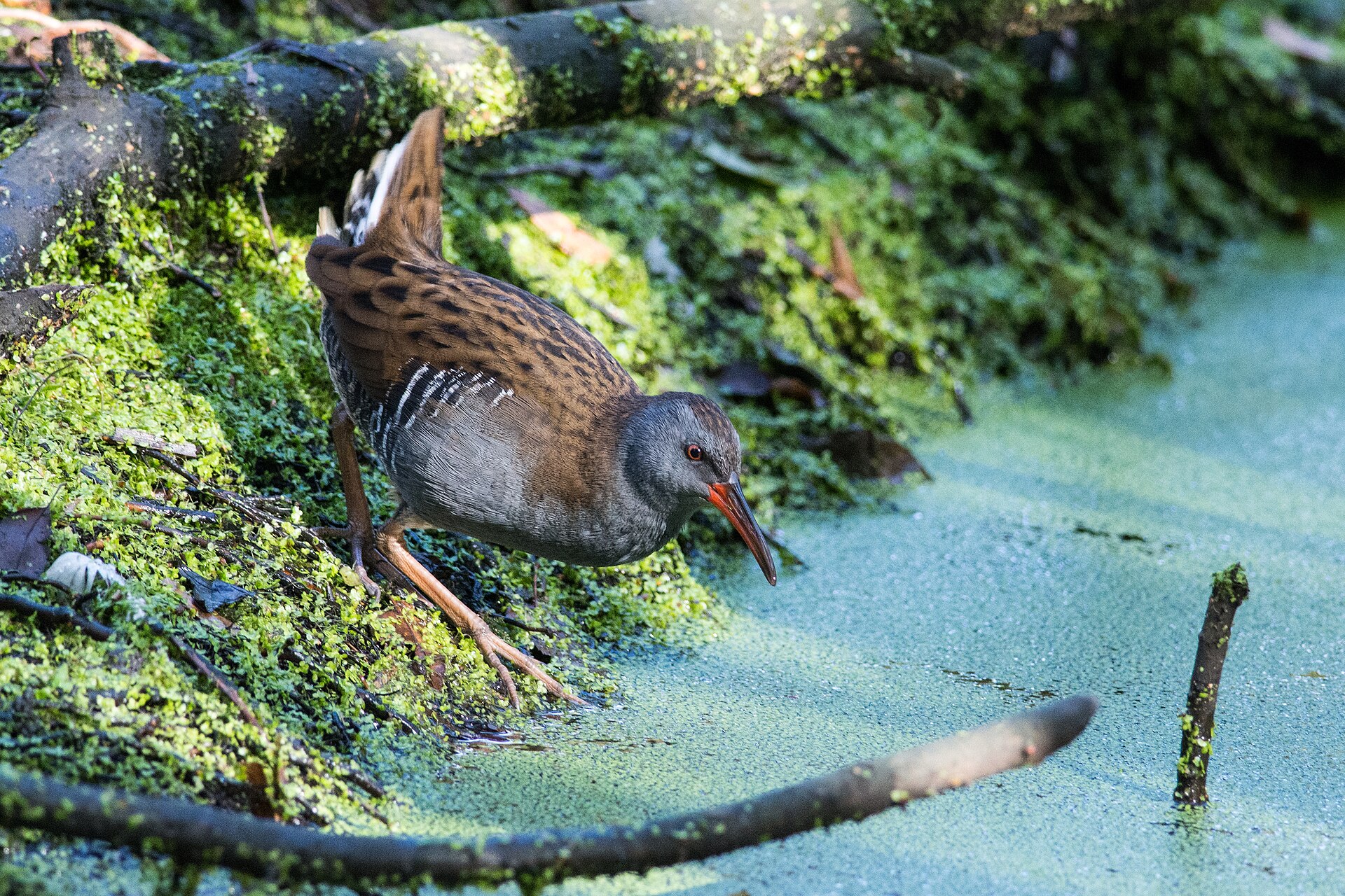 Water Rail (Rallus aquaticus) on the water's edge.