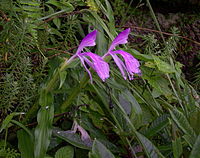 Roscoea purpurea Type species