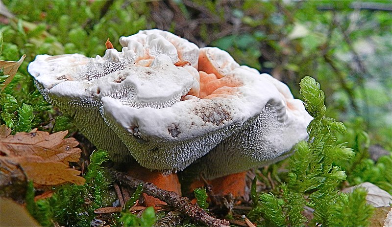 File:White-Frosting Mushroom (8014244086).jpg