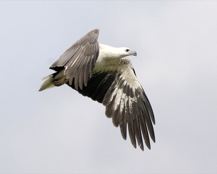 File:White-bellied Sea-Eagle (Haliaeetus leucogaster) 2.jpg