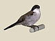 White-breasted Nigrita specimen RWD.jpg