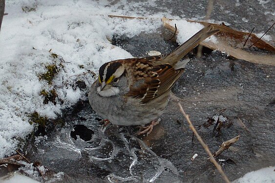 White-throated Sparrow (Zonotrichia albicollis)