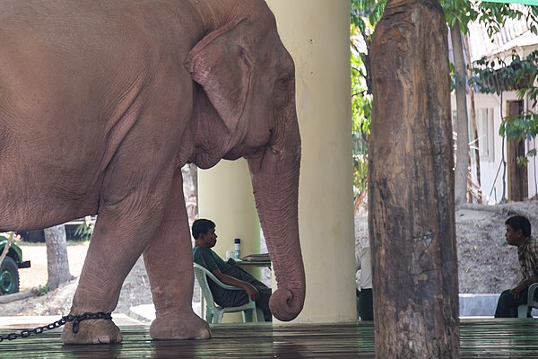 A white elephant outside of Yangon in 2013