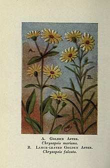 Botanical illustration Wild flowers east of the Rockies (Page 340) (8231024248).jpg