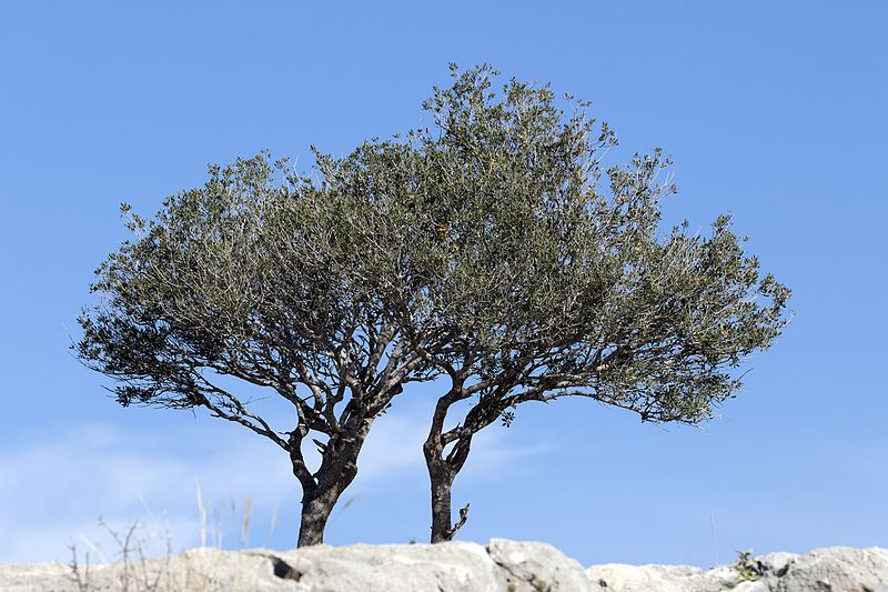 File:Wild olive tree in Adamkayalar, Mersin 2016-11-20 01-1.jpg