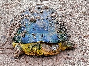 Opis afrykańskiego żółwia błotnego Williama (Pelusios williamsi) (7080593585) .jpg.