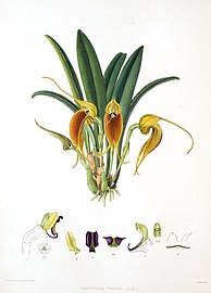 Masdevallia velifera