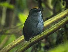 La reinita de Zeledón (Zeledonia coronata), descrita por el ornitólogo costarricense José Castulo Zeledón, es la única especie del género Zeledonia.