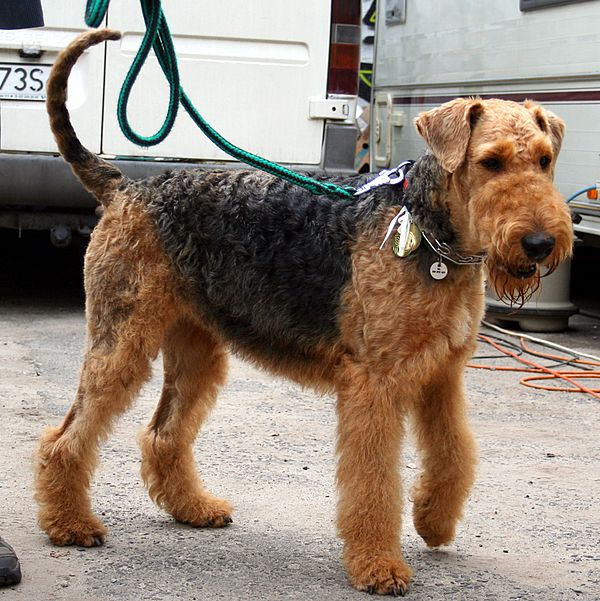 This Airedale's tail is natural (undocked)