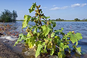 Elbe: Etymologie, Geographische Übersicht, Flussverlauf