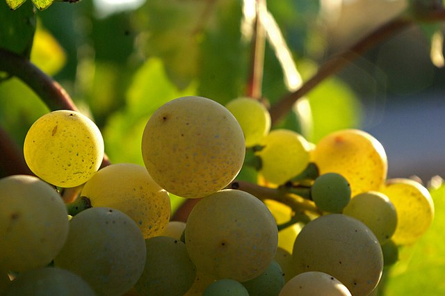 Xarel·lo, one of the principal grapes in cava