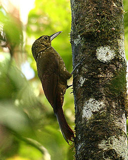 Spotted woodcreeper Species of bird
