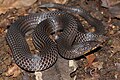 Xylophis perroteti