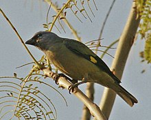 Yellow Winged Tanager.JPG