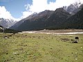 Yumthang Valley, Sikkim.jpg