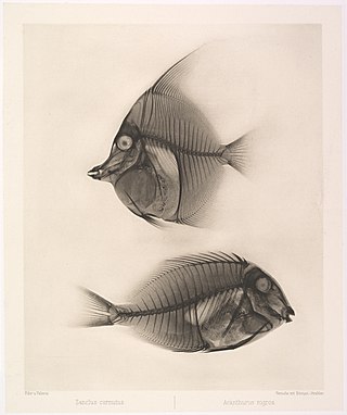 <span class="mw-page-title-main">Grey-head surgeonfish</span> Species of fish