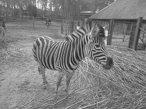 Zebra in the zoo black & white photo.This photo is taken in Riga city zoo,Latvia