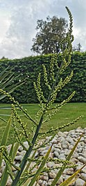 Inflorescence immature