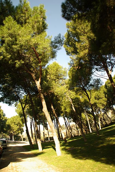 File:® S.D. MADRID PARQUE DEL OESTE - PRADERA DESCENDENTE - panoramio (8).jpg