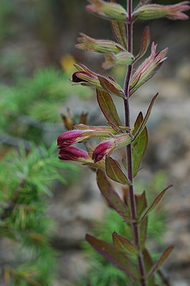 Λεσκέρια η συριακή (Lesquereuxia syriaca), Πήλιο, Μαγνησία