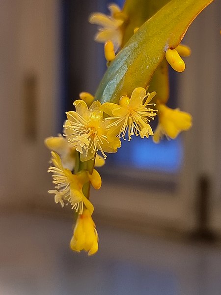Цветение одного из экзотических растений в оранжерее