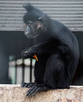 Kuifmangabey