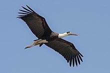 Flying in Maharashtra, India hji lk lk, woolly necked stork.jpg