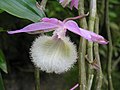 兜唇石斛 Dendrobium pierardii -香港嘉道理農場 Kadoorie Farm, Hong Kong- (9252395503).jpg