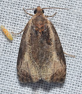 <i>Olethreutes inornatana</i> Species of moth