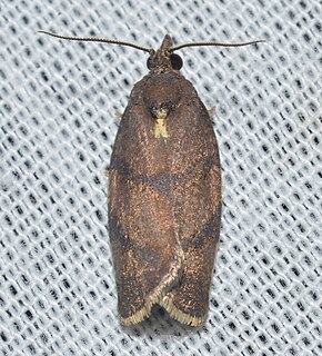 <i>Argyrotaenia juglandana</i> Species of moth