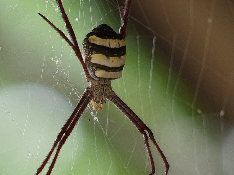 File:... signature spider (3732099155).jpg