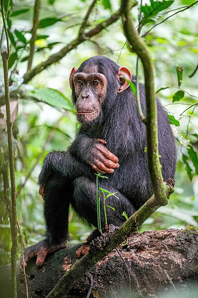 File:015 Chimpanzee at Kibale forest National Park Photo by Giles Laurent.jpg