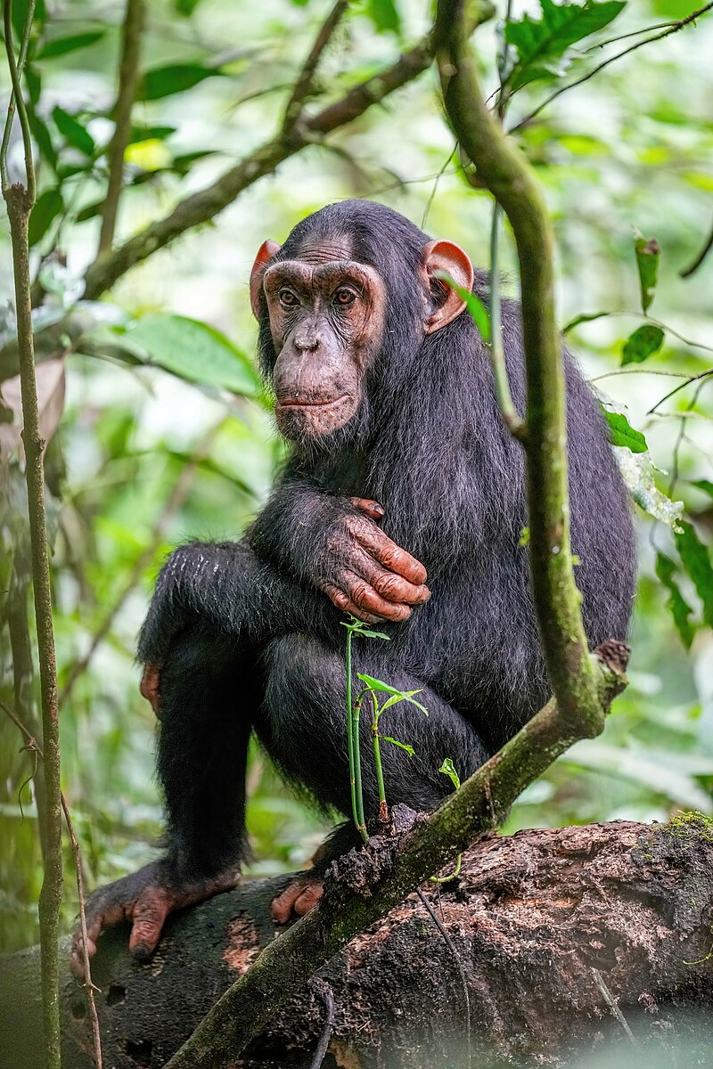 Chimpanzees Habitat