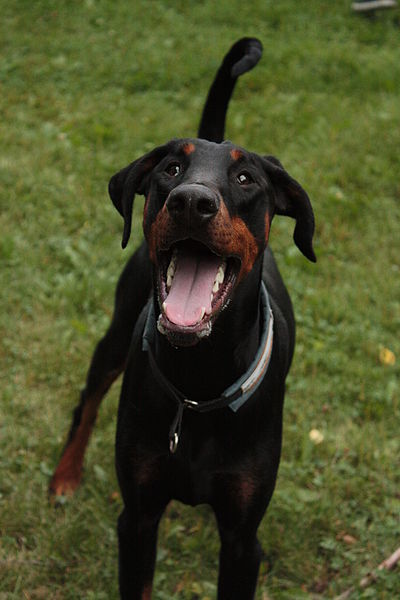 File:06 Dobermann Dogs 014.jpg