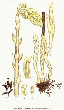 157 Monotropa hypopitys.jpg