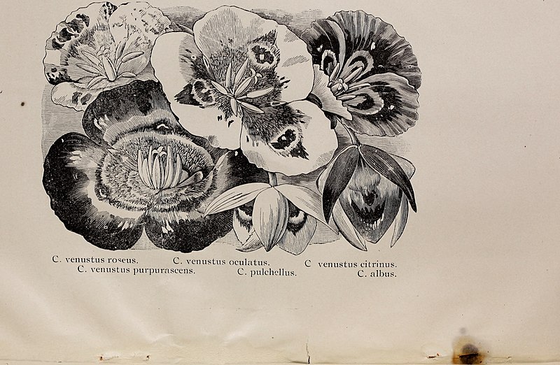 File:1902 wholesale price list - Californian bulbs (1902) (20571882251).jpg