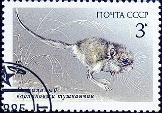 Five-toed pygmy jerboa species of mammal