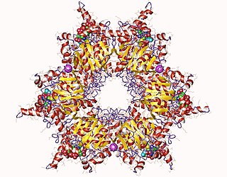 <span class="mw-page-title-main">Methylmalonyl-CoA carboxytransferase</span>