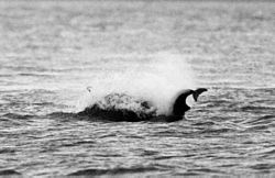 Photo of two animals at surface surrounded by spray