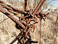 * Nomination Close-up of barbed wire. --ComputerHotline 18:58, 14 March 2012 (UTC) * Decline Very little DOF--Lmbuga 23:49, 14 March 2012 (UTC)