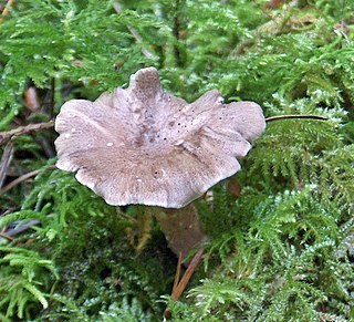 <i>Polyporoletus</i> Genus of fungi