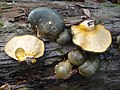 Pleurotus serotinus