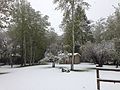 photo, Snow on trees in Lamoille, Nevada, 2014-05-06.